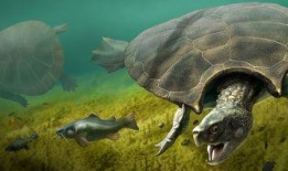 乌龟塌房爆料视频大全,独家爆料视频大盘点